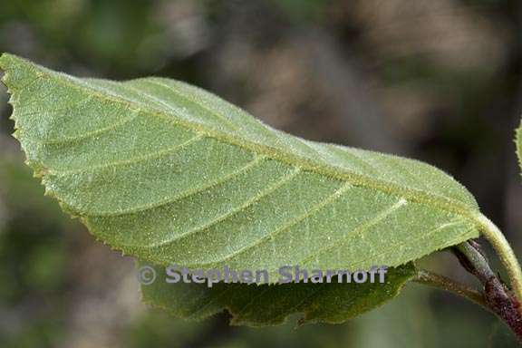 frangula rubra ssp yosemitana 5 graphic